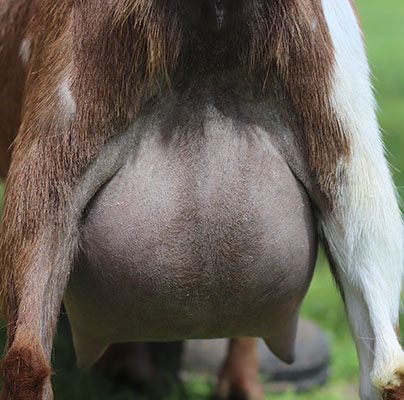 time udder